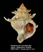 Babelomurex cariniferoides